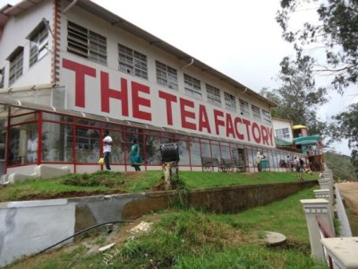 Tea factory & Tea museum